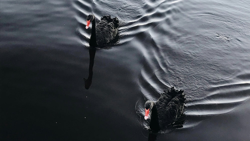 Black Swan